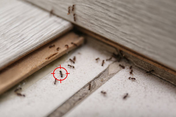 Best Pest Prevention Services  in Coldwater, MS